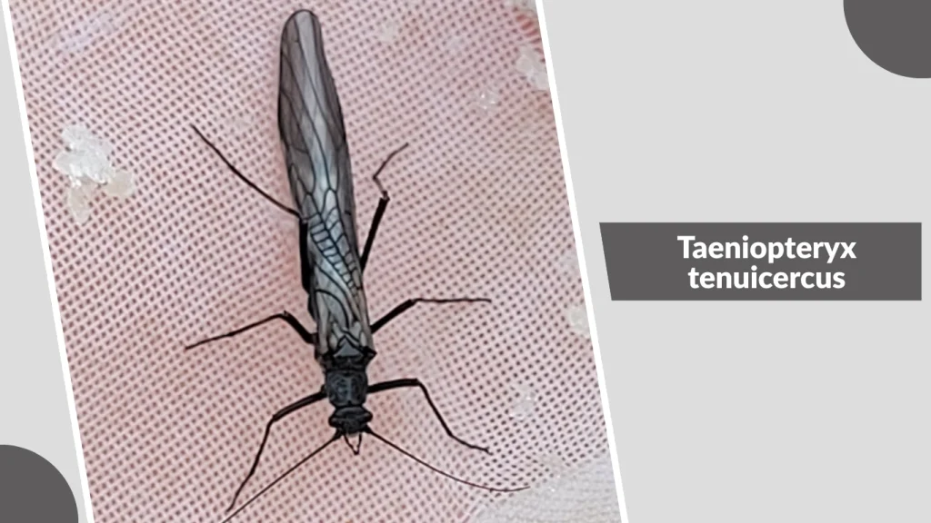 Taeniopteryx tenuicercus