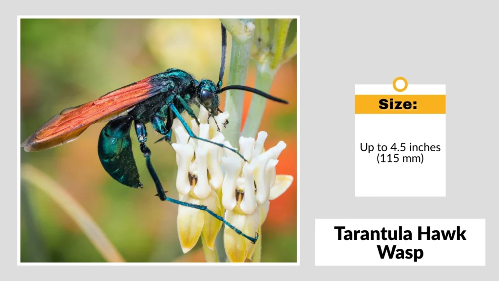 Tarantula Hawk Wasp