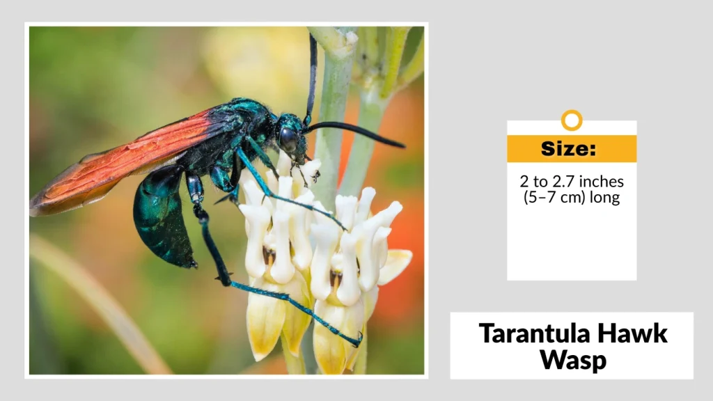 Tarantula Hawk Wasp