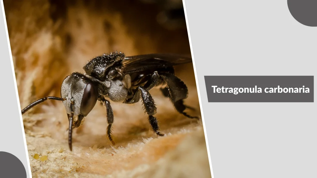 Tetragonula carbonaria