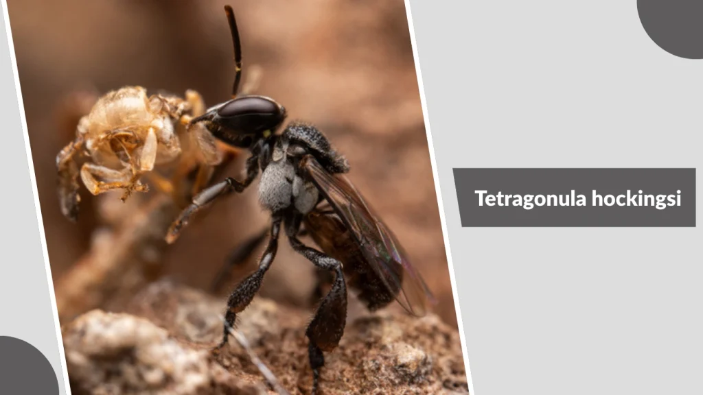 Tetragonula hockingsi