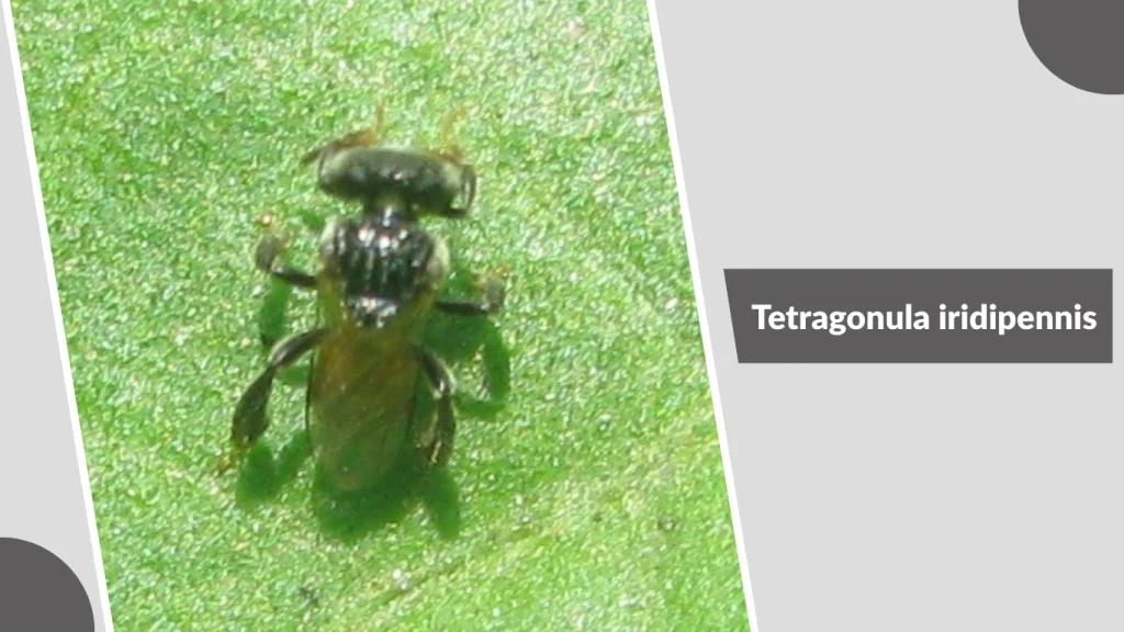 Tetragonula iridipennis