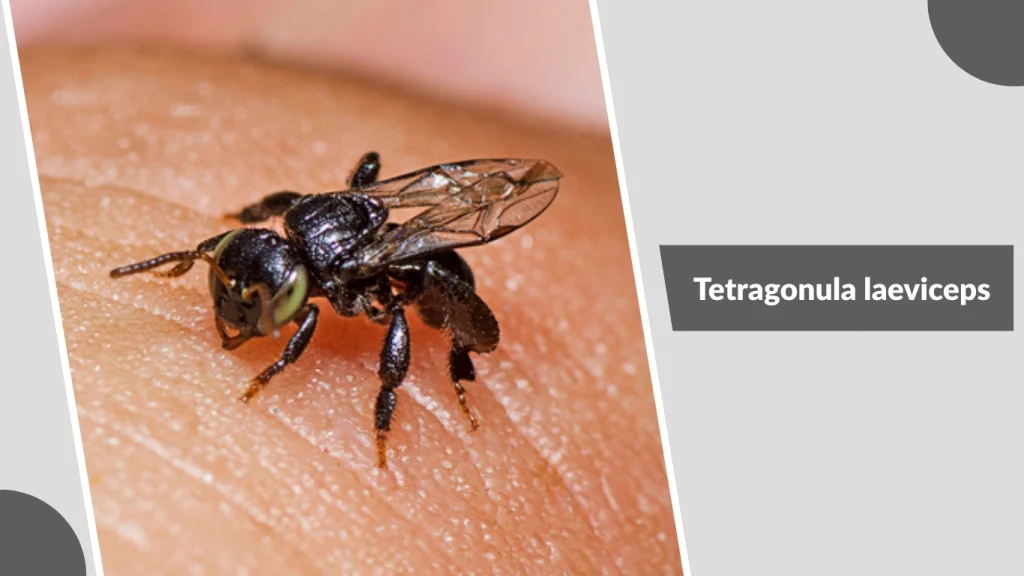 Tetragonula laeviceps