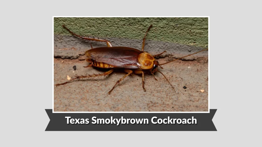 Texas Smokybrown Cockroach