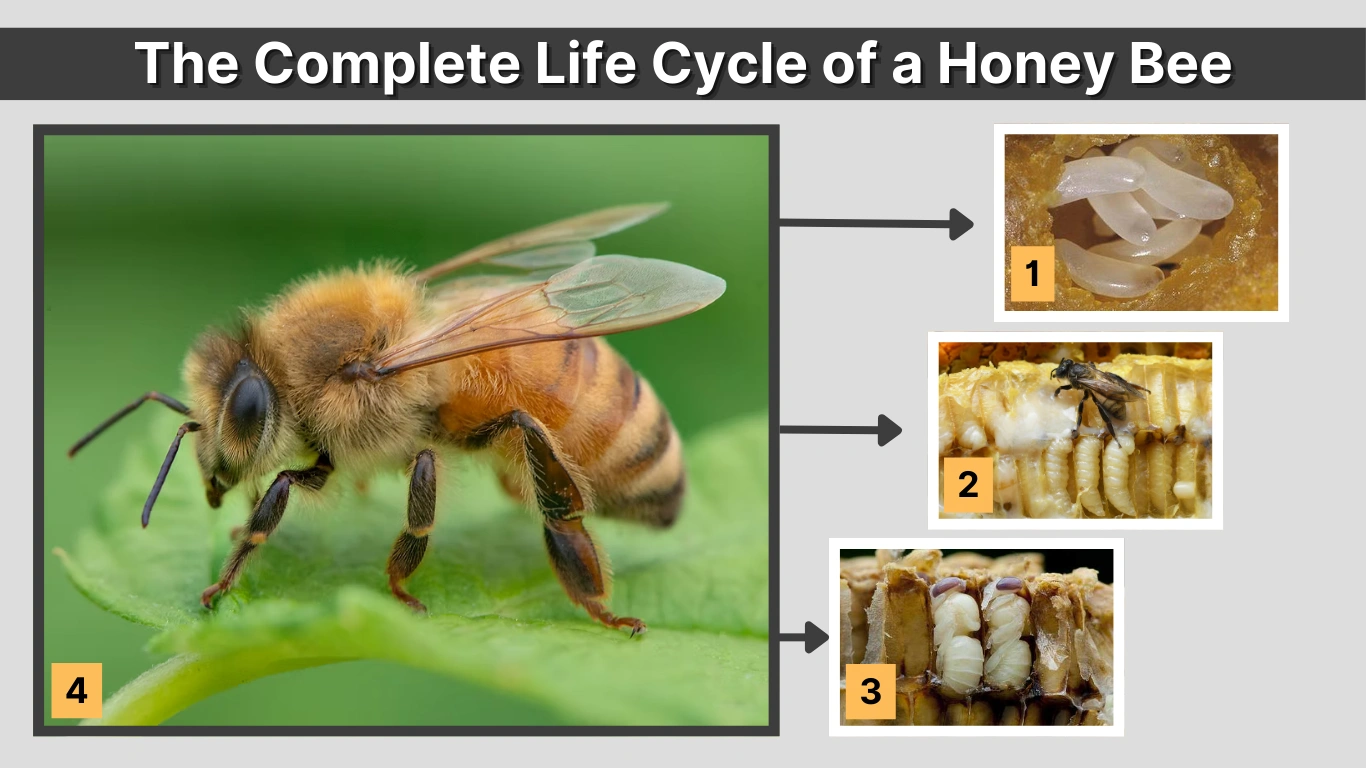 The Complete Life Cycle of a Honey Bee From Egg to Buzzing   