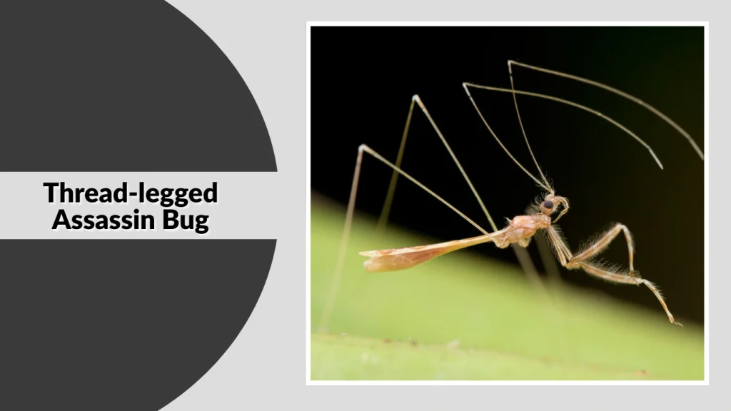 Thread-legged Assassin Bug