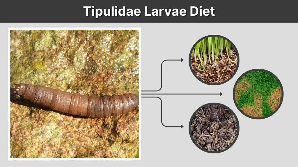 Tipulidae Larvae Diet