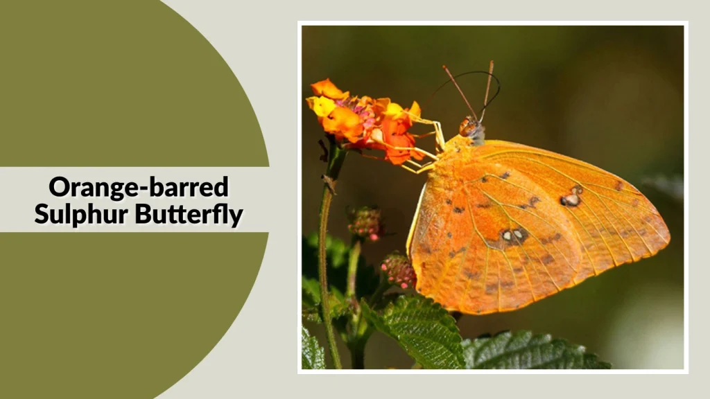 Orange-barred Sulphur Butterfly