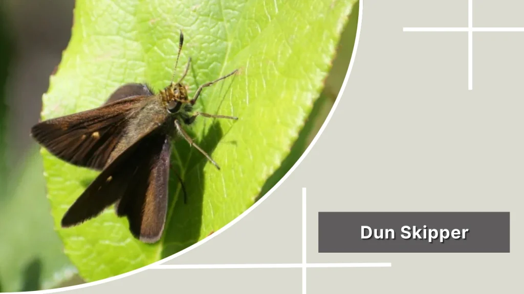 Dun Skipper