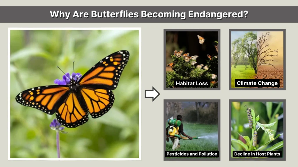 Why Are Butterflies Becoming Endangered?