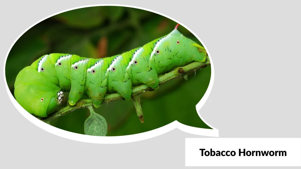 Tobacco Hornworm