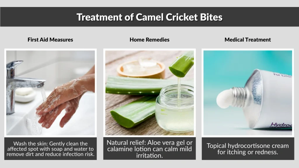 Treatment of Camel Cricket Bites
