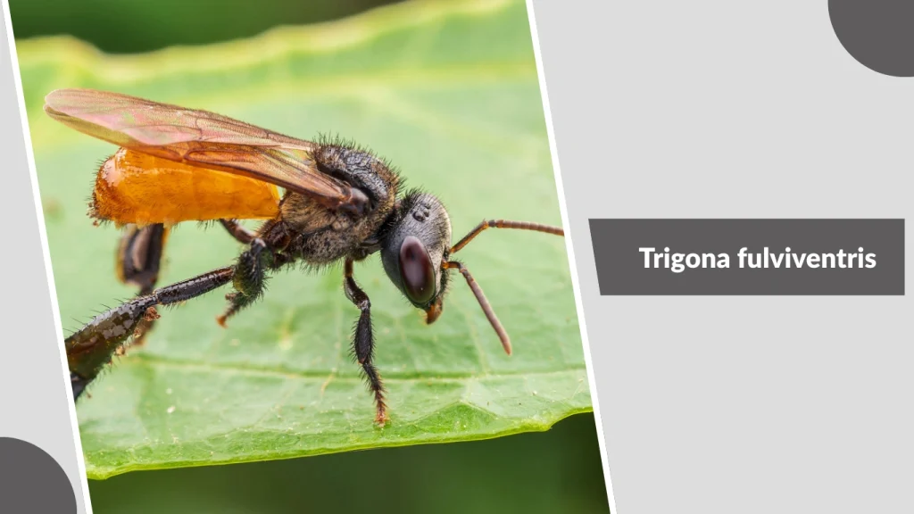 Trigona fulviventris
