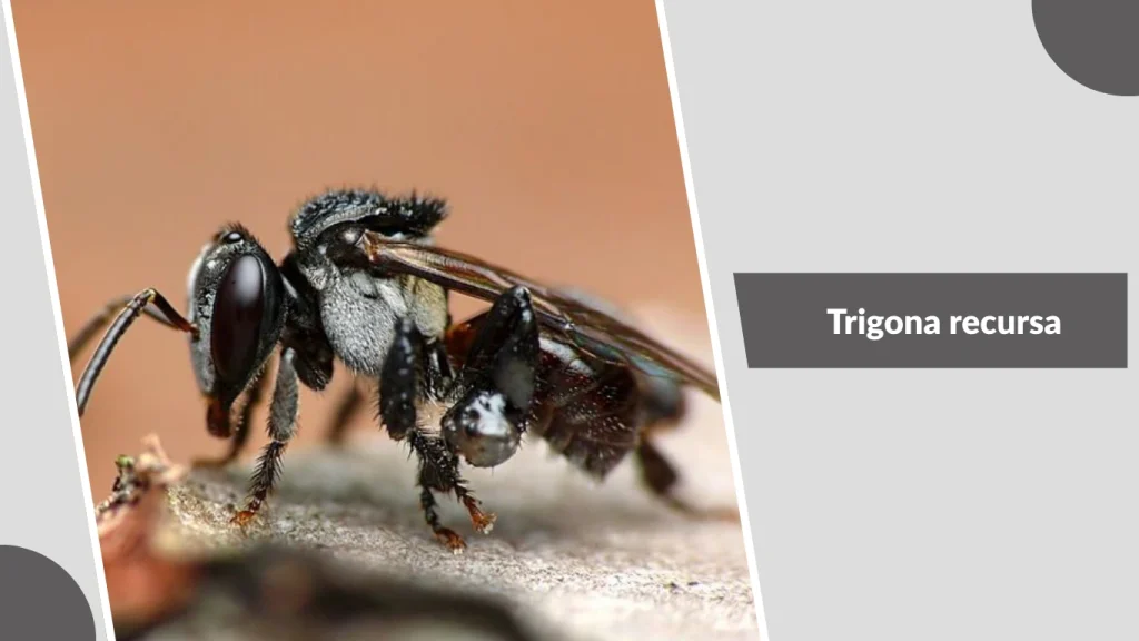Trigona recursa