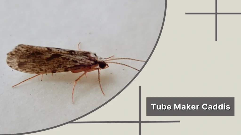 Tube Maker Caddis