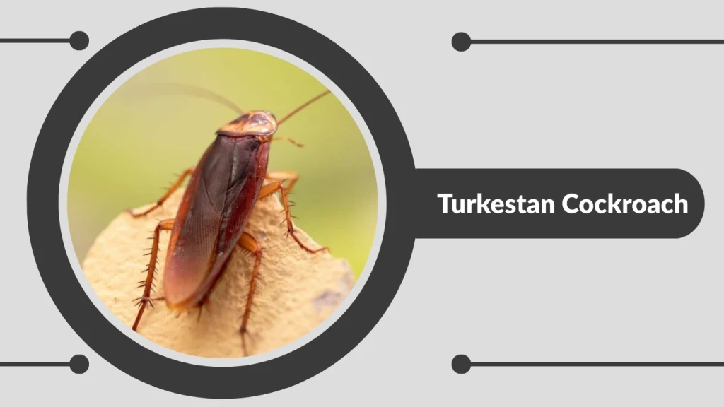 Turkestan Cockroach