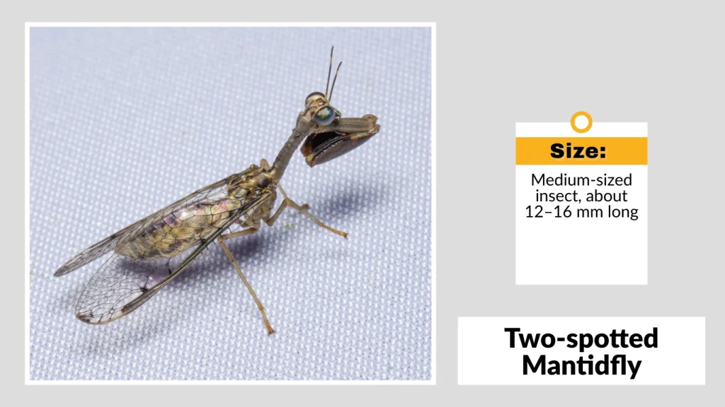 Two-spotted Mantidfly