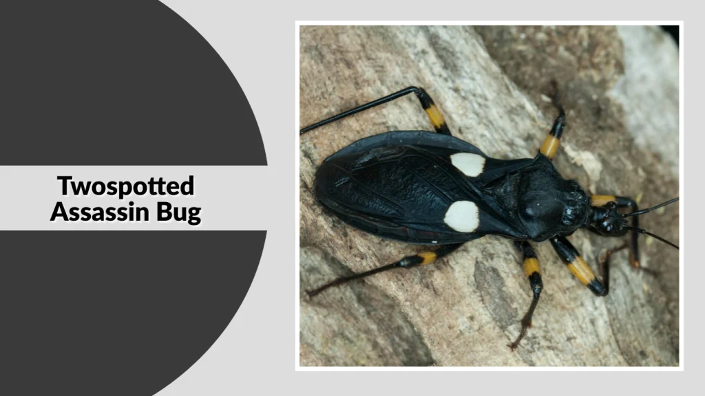 Twospotted Assassin Bug