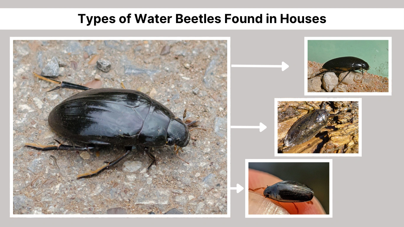 Types of Water Beetles Found in Houses Removal Process 