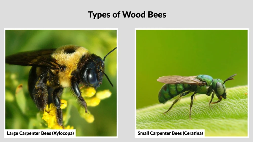 Types of Wood Bees