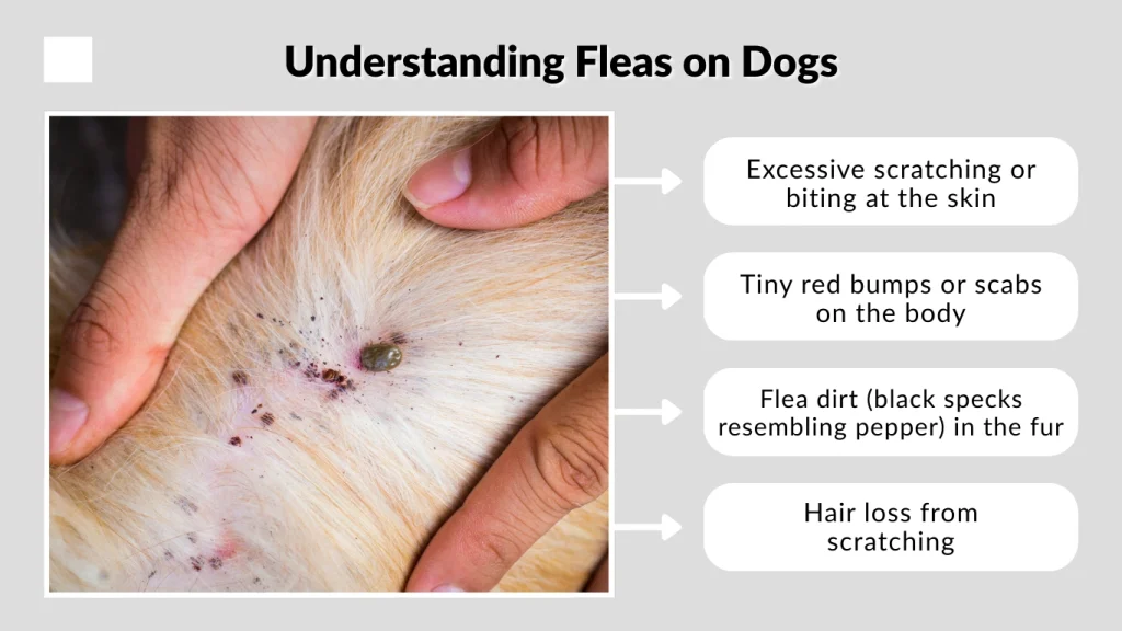 Understanding Fleas on Dogs