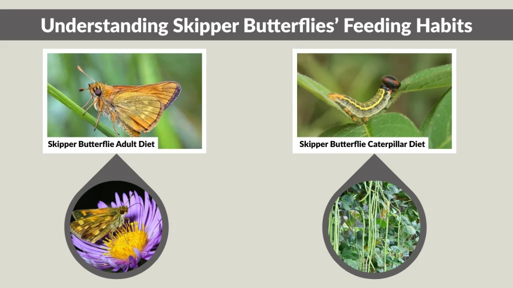 Understanding Skipper Butterflies’ Feeding Habits