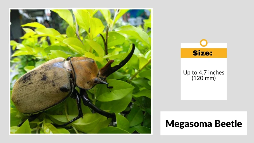 Up to 4.7 inches (120 mm)