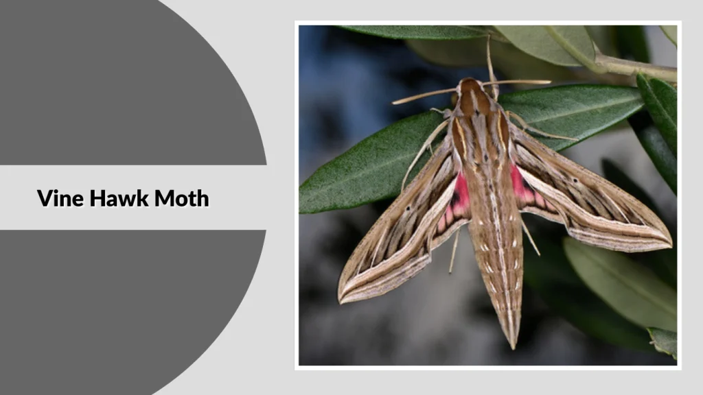 Vine Hawk Moth