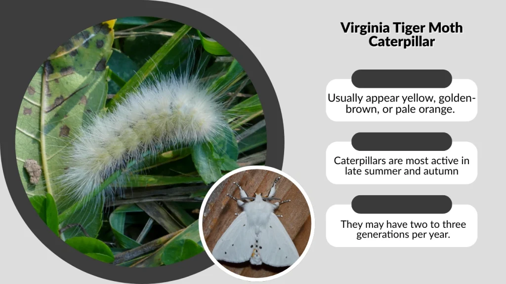 Virginia Tiger Moth Caterpillar