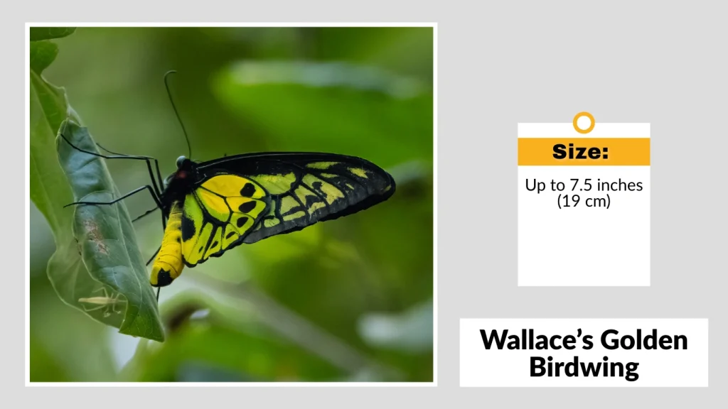 Wallace’s Golden Birdwing