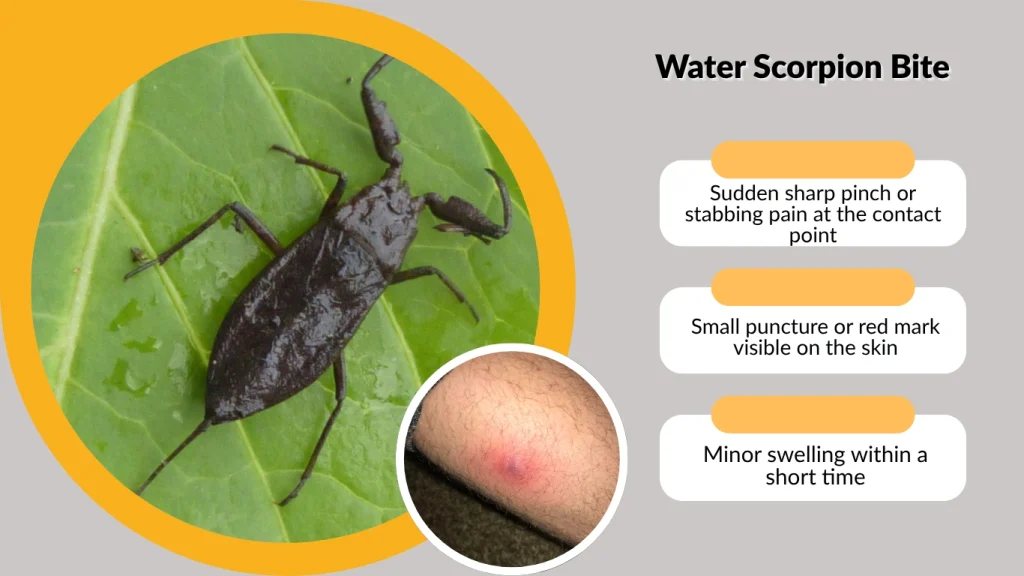 Water Scorpion Bite