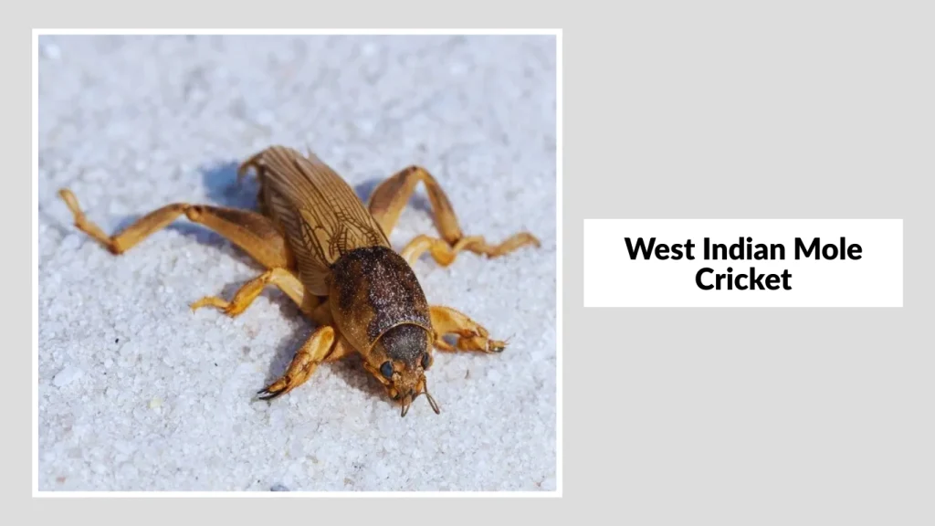 West Indian Mole Cricket