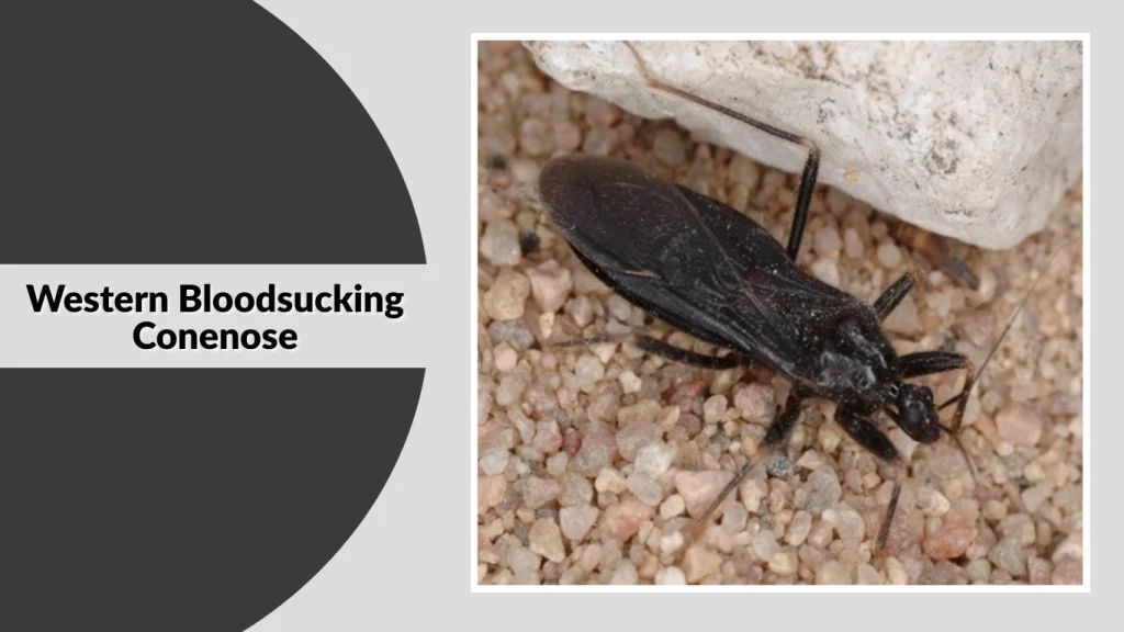 Western Bloodsucking Conenose