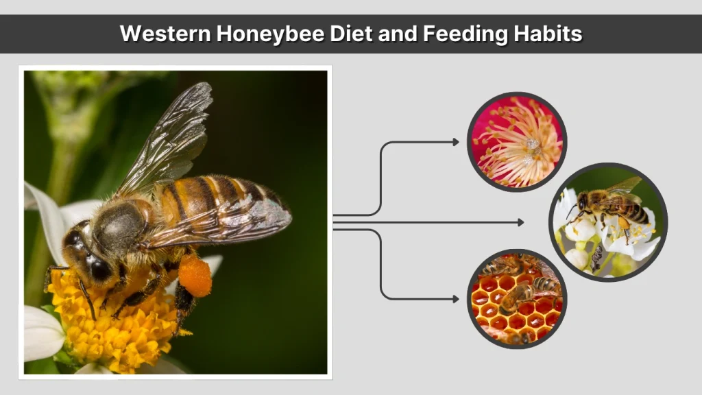 Western Honeybee Diet and Feeding Habits