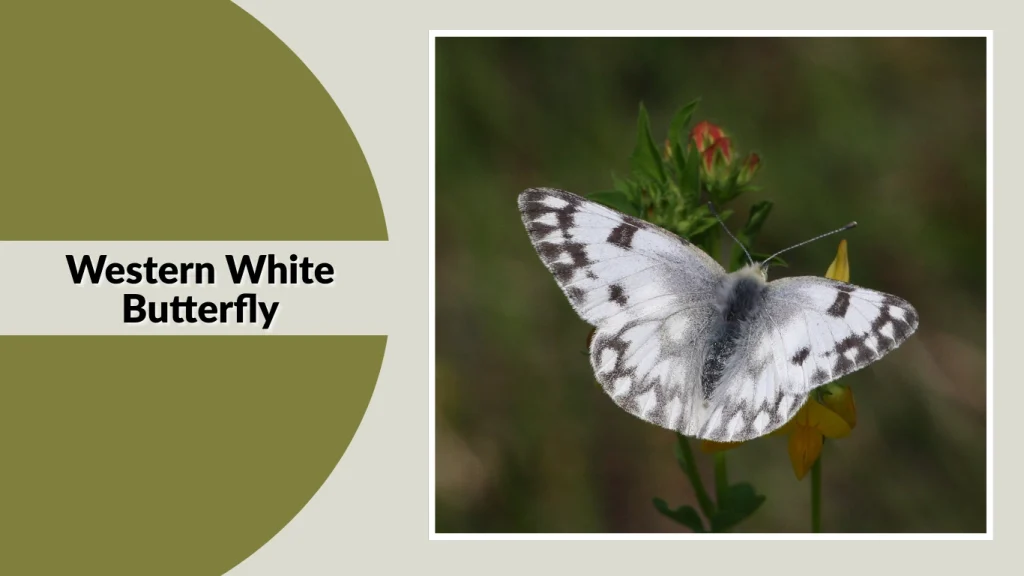 Western White Butterfly