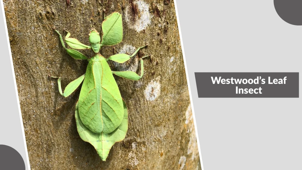 Westwood’s Leaf Insect