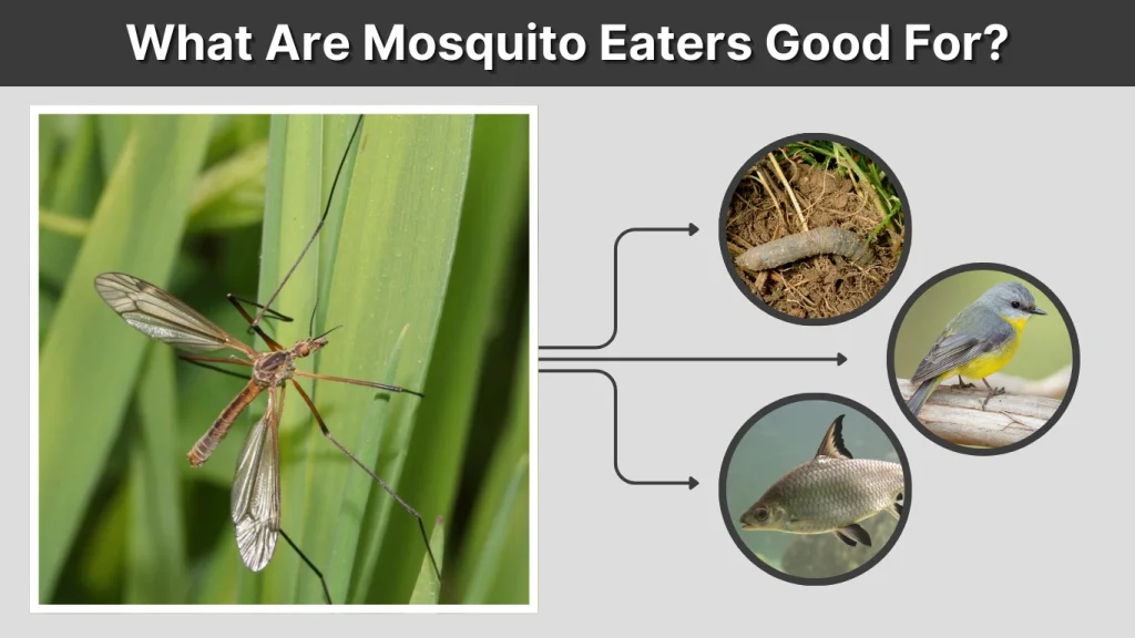 What Are Mosquito Eaters Good For