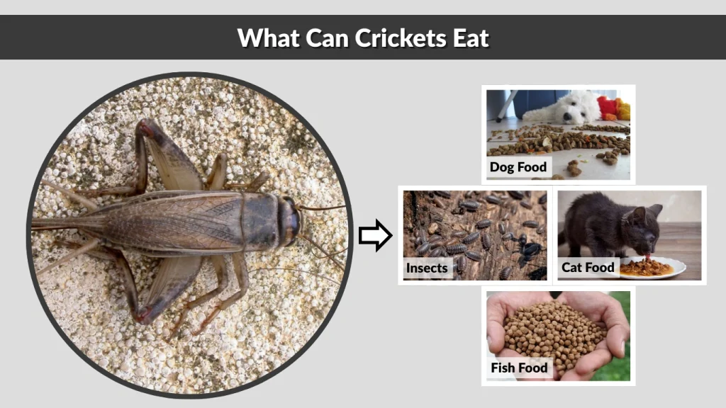 What Can Crickets Eat