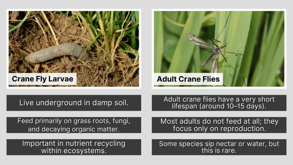 What Do Mosquito Eaters Eat