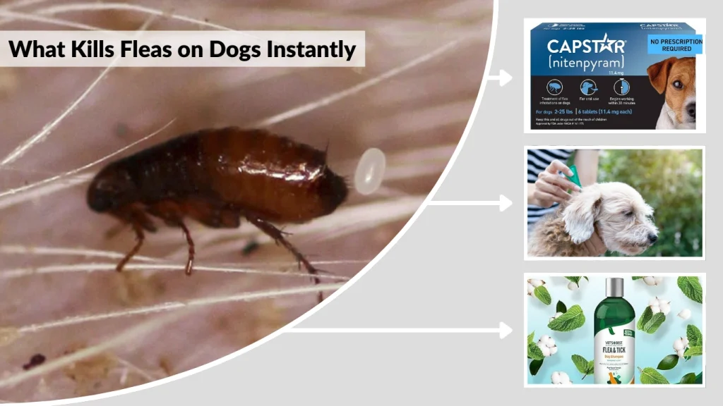 What Kills Fleas on Dogs Instantly