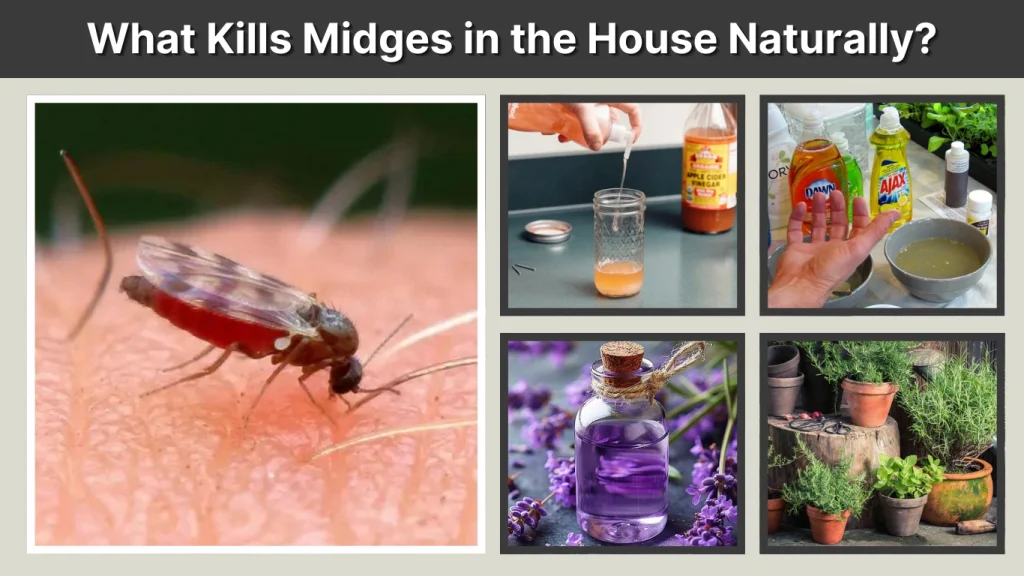 What Kills Midges in the House Naturally