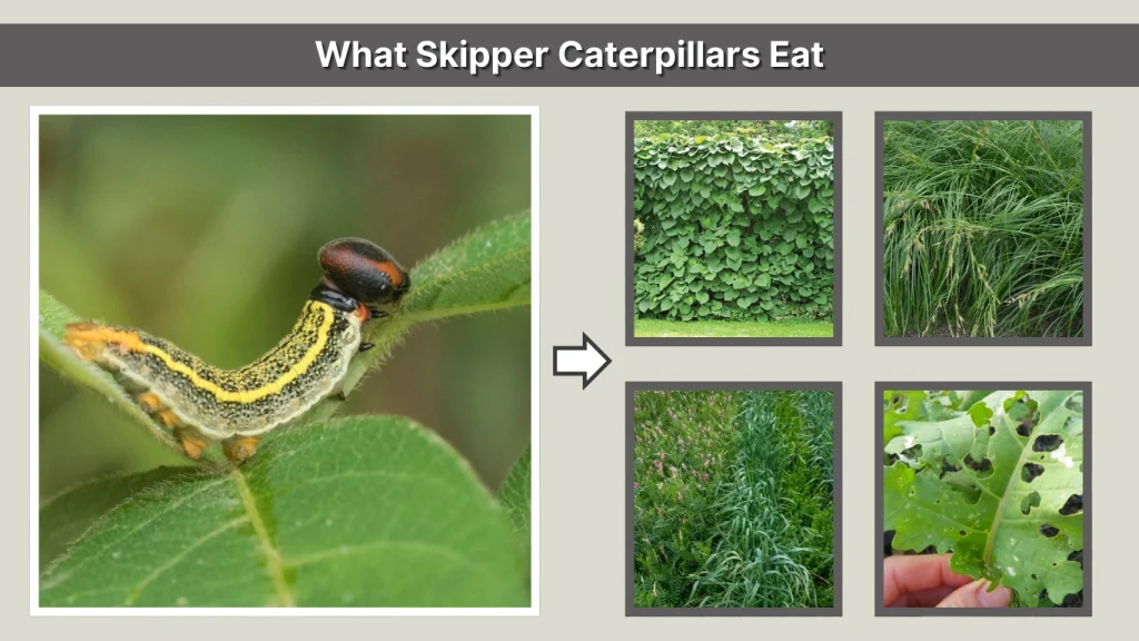 What Skipper Caterpillars Eat