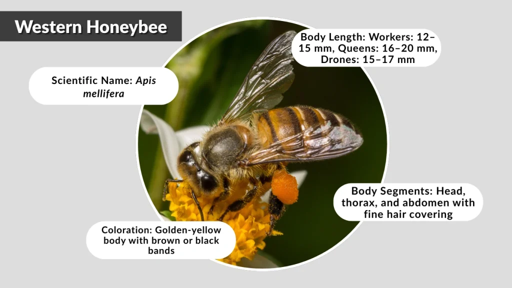 What is a Western Honeybee