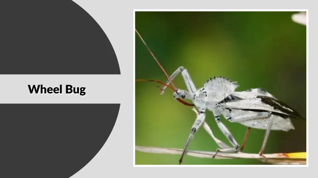Wheel Bug