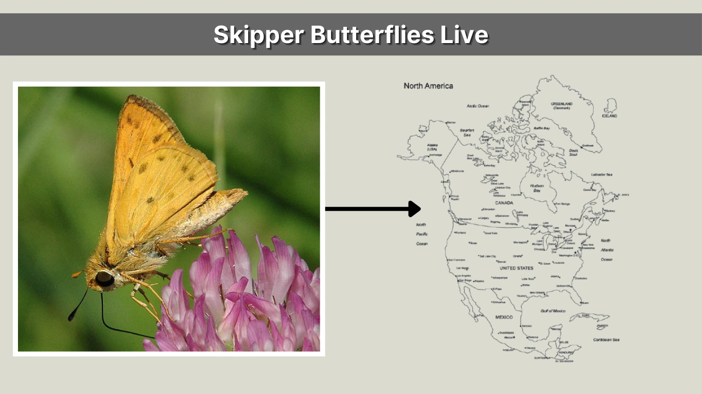 Where Do Skipper Butterflies Live Countries & Distribution 