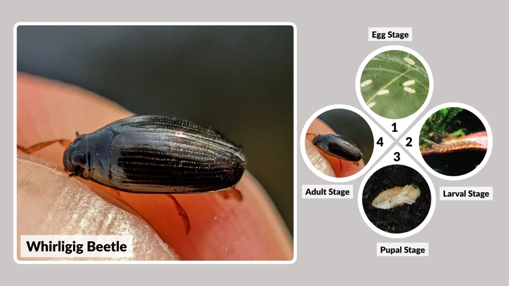 Whirligig Beetle