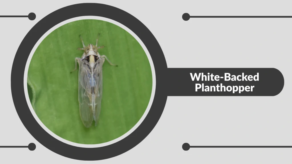 White-Backed Planthopper