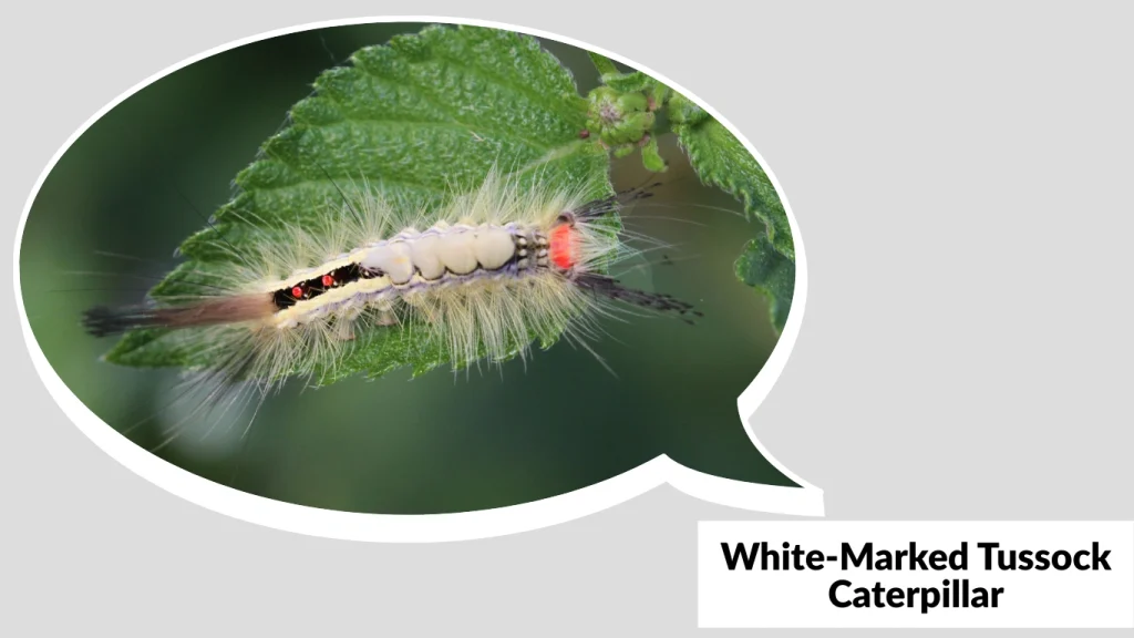White-Marked Tussock Caterpillar