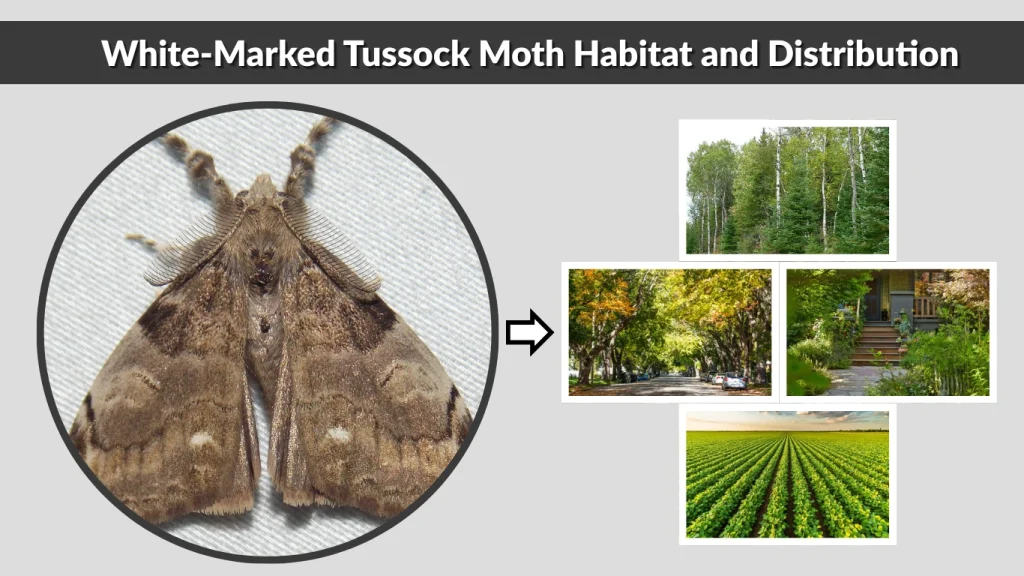 White-Marked Tussock Moth Habitat and Distribution