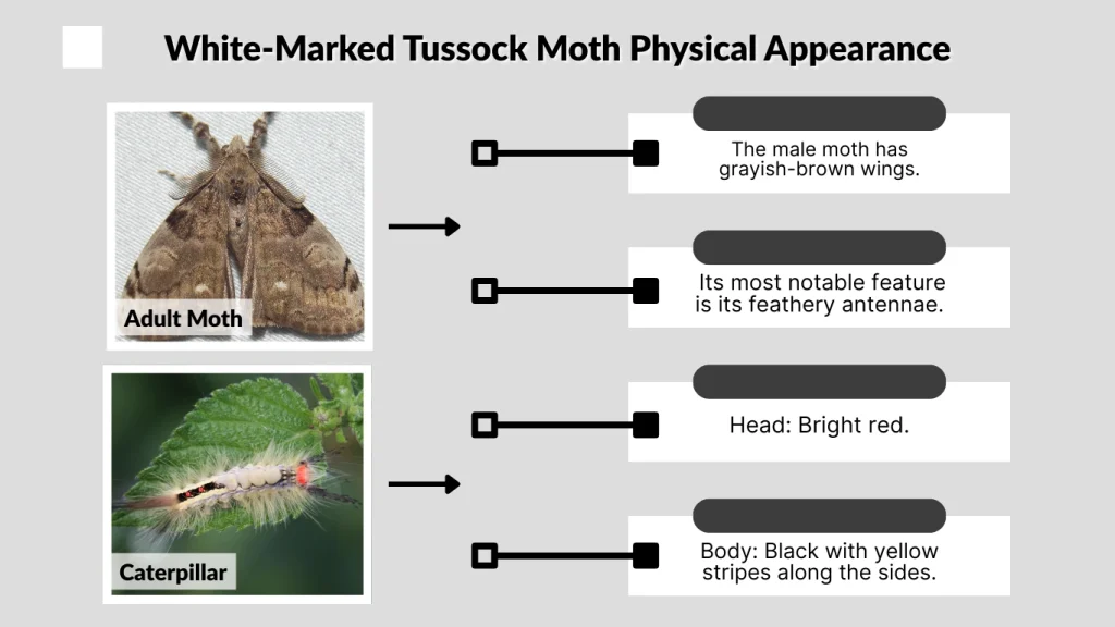 White-Marked Tussock Moth Physical Appearance